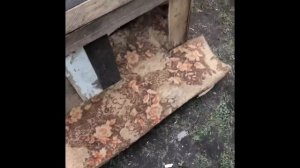 БУДКА ДЛЯ СОБАКИ ЗА 5 МИНУТ СВОИМИ РУКАМИ