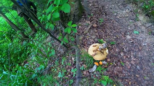 ОГО! БЛАГОРОДНЫЙ ГРИБ СО СКОВОРОДУ В ИЮНЕ 2022! ПОДОСИНОВИКИ ПОШЛИ В ЖАРУ! Шампиньоны! Грибы 2022! смотреть онлайн