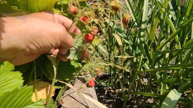 Сад и огород что у нас растёт сегодня 26 июня Цветы на террасе будем добавлять . Маргаритки цветут смотреть онлайн