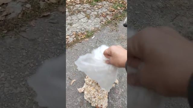 Собаки и коты едят вместе.. #Shorts. смотреть онлайн