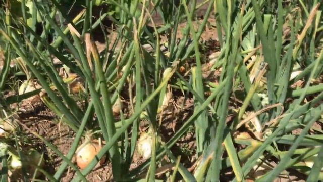 Почему не получилось вырастить крупный лук эксибишен | Как вырастить лук эксибишен больше килограмм смотреть онлайн