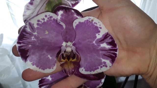 Орхидейная мечта сбылась! Я в восторге! смотреть онлайн