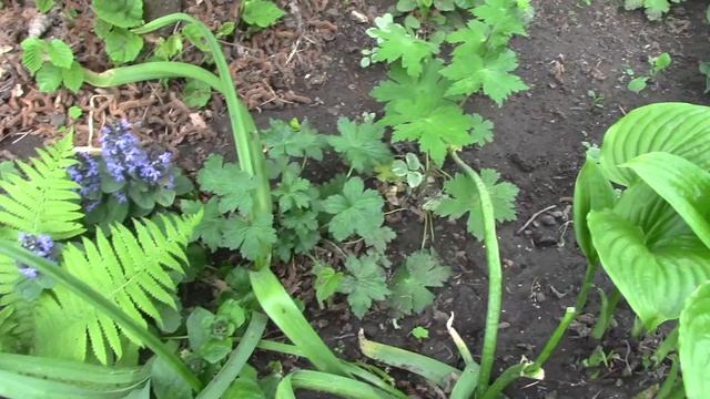 Герань.или пеларгония? mp4.mp4 смотреть онлайн