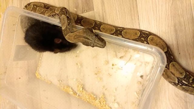 Императорский удав (boa constrictor imperator) смотреть онлайн