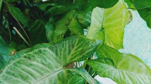 All about Syngonium(Arrowhead) plant growth, propagation and care Tips