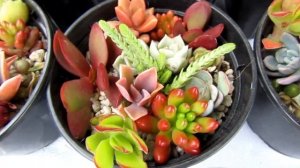 Выставка кактусов и суккулентов в Севастополе .