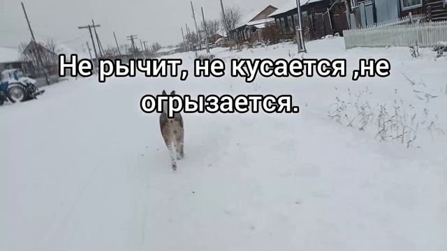 собака???? смотреть онлайн