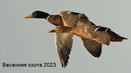 Весенняя охота 2023 смотреть онлайн