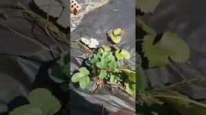 Обрезка клубники Элан