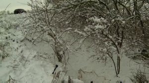 Охота с ягдтерьером, ДИКИЙ КОТ В ТРУБЕ/Fox Hunt with Jagdterrier