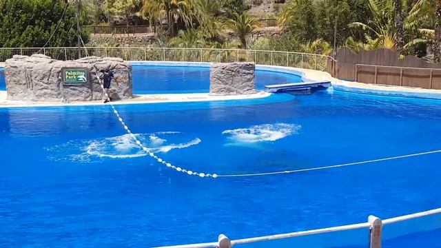 Palmitos Park Påska 2018 смотреть онлайн