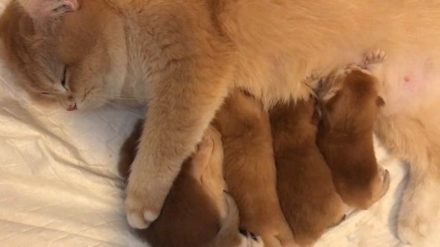 ???КОТЯТА ЗОЛОТОЙ ШИНШИЛЛЫ???5 ДНЕЙ,СУПЕР ОКРАС????