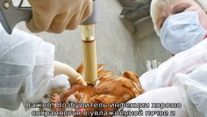 Пастереллез у кур