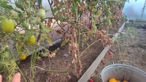 томат с одной кисти# сорт лимон лиана#дела #домашние ..