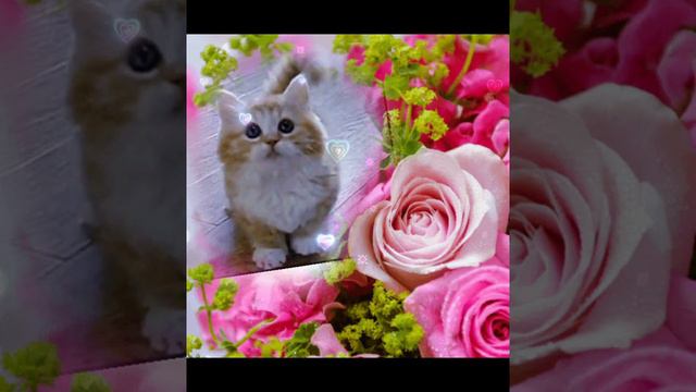 Доброго вам дня! #музыкальноепожелание #длятебя #пожелание смотреть онлайн