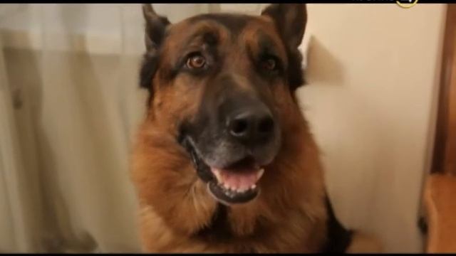 20.03.16 Усы, Лапы, Хвост! смотреть онлайн