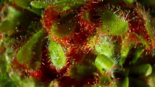 10 удивительных растений смотреть онлайн