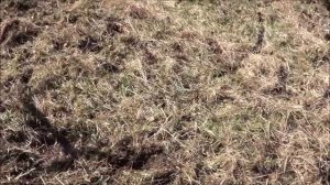 Мотоблок  НЕВА  МБ 2  фрезами по целине.  Регион 60.  ДЕРЕВНЯ.