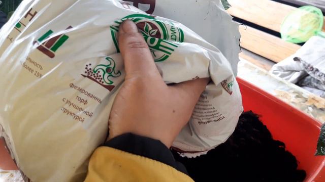 Цветущие крупнолистные гортензии. смотреть онлайн