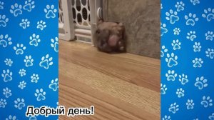СМЕШНЫЕ французские бульдоги #29. Просто попробуй не рассмеяться