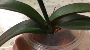Один из способов реанимации орхидеи( плохие корни, над субстратом)
