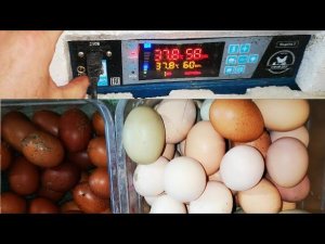 ЦЫПЛЯТА рабочий КОНВЕЙЕР инкубаторы ОГОНЬ работают на УРА