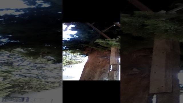 Ялта. Кошка залезла на кипарис.