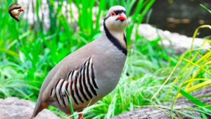 голос кекилик 🎵🎵