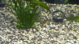 ПОВЕДЕНИЕ ГУРАМИ