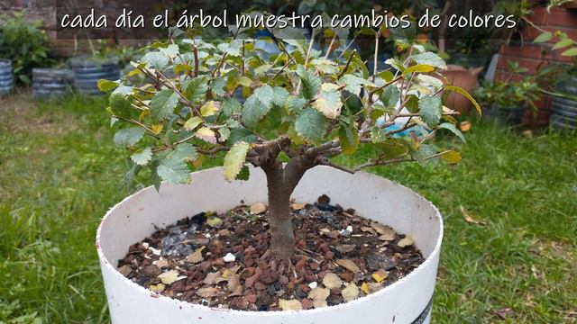 1 año de cambios para mi Olmo - Cómo hacer un bonsai de Olmo смотреть онлайн