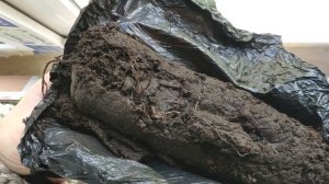 Распаковка посылки с саженцами и семенами от компании "Русский Огород"