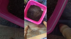 Самый продуктивный грунт для Замиокулькаса!