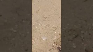 Отлив Красное море Египет