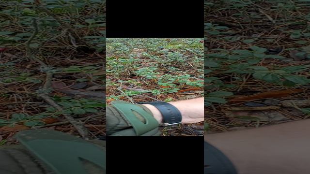 Лесные ягоды смотреть онлайн