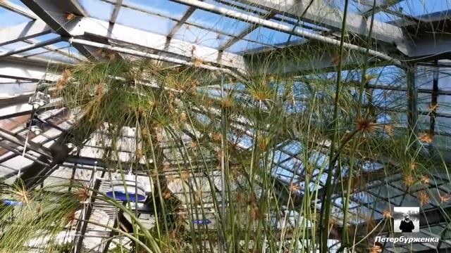 Релаксация в оранжерее Ботанического сада смотреть онлайн