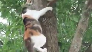 Мама кошка учит котенка как слезть с дерева