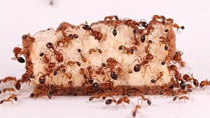 Ant Watching Ants Eating Milky Way Stress Relief & Relaxation