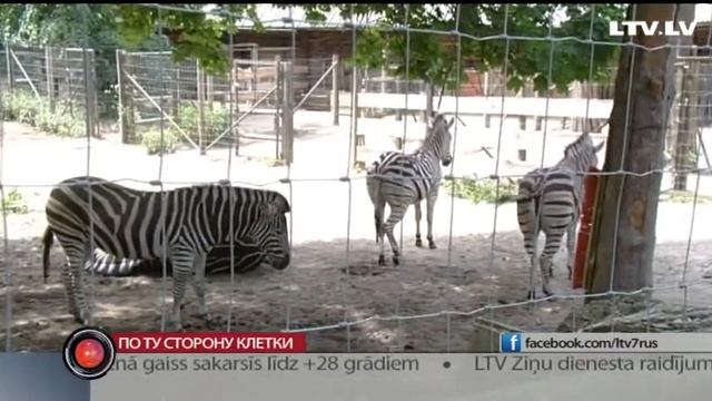 По ту сторону клетки смотреть онлайн