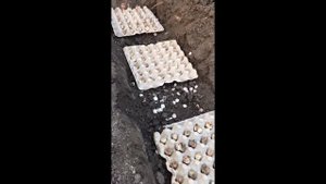 Посадка нарциссов в ячейки из-под яиц. Часть1.Осень 2020 | Planting daffodils in egg cells. Part1