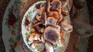 Щи с опятами. Рецепт в стихах.