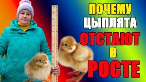 Почему цыплята отстают в росте.