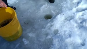 Хапуга в действии. Ловля малька.