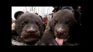 Медвежата