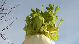 КАК ЦВЕТЕТ КАПУСТА