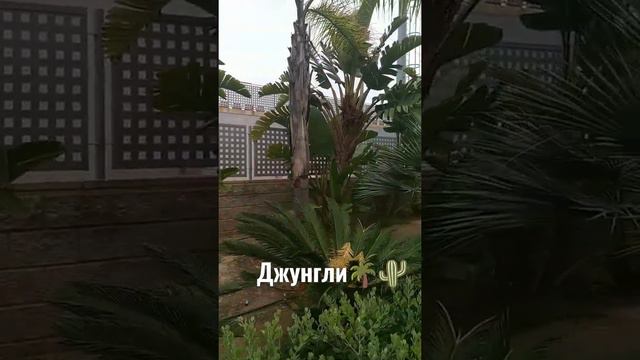 Испанские джунгли))🌴🌵🌴