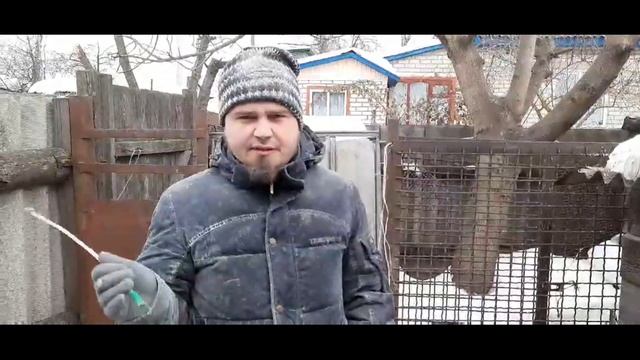 Будут рыжие поросята . Порода свиней Дюрок. Как определить, свинья в охоте или нет? Свиноводство.