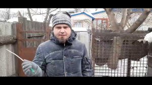 Будут рыжие поросята . Порода свиней Дюрок. Как определить, свинья в охоте или нет? Свиноводство.