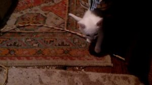 Маленький котёнок разыгрался