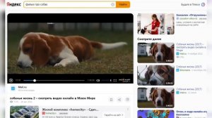 Как распознать животное на фото - определение породы кошки или собаки по фотографии