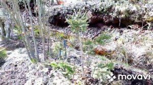 СОЗДАВАЙТЕ КРАСОТУ из ПРОСТОГО!? Формируем СОСНЫ и ЁЛОЧКИ из леса?